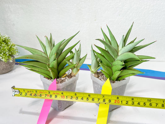 Sansevieria Aura | Imported Plants | Rare Hybrid Species