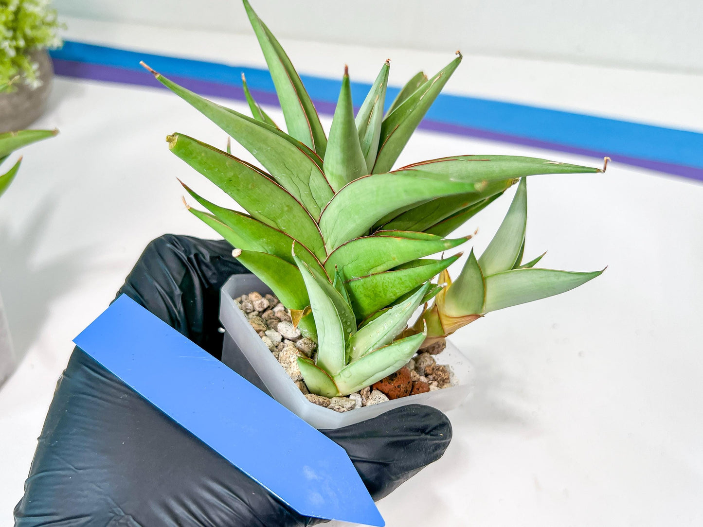 Sansevieria Aura | Imported Plants | Rare Hybrid Species