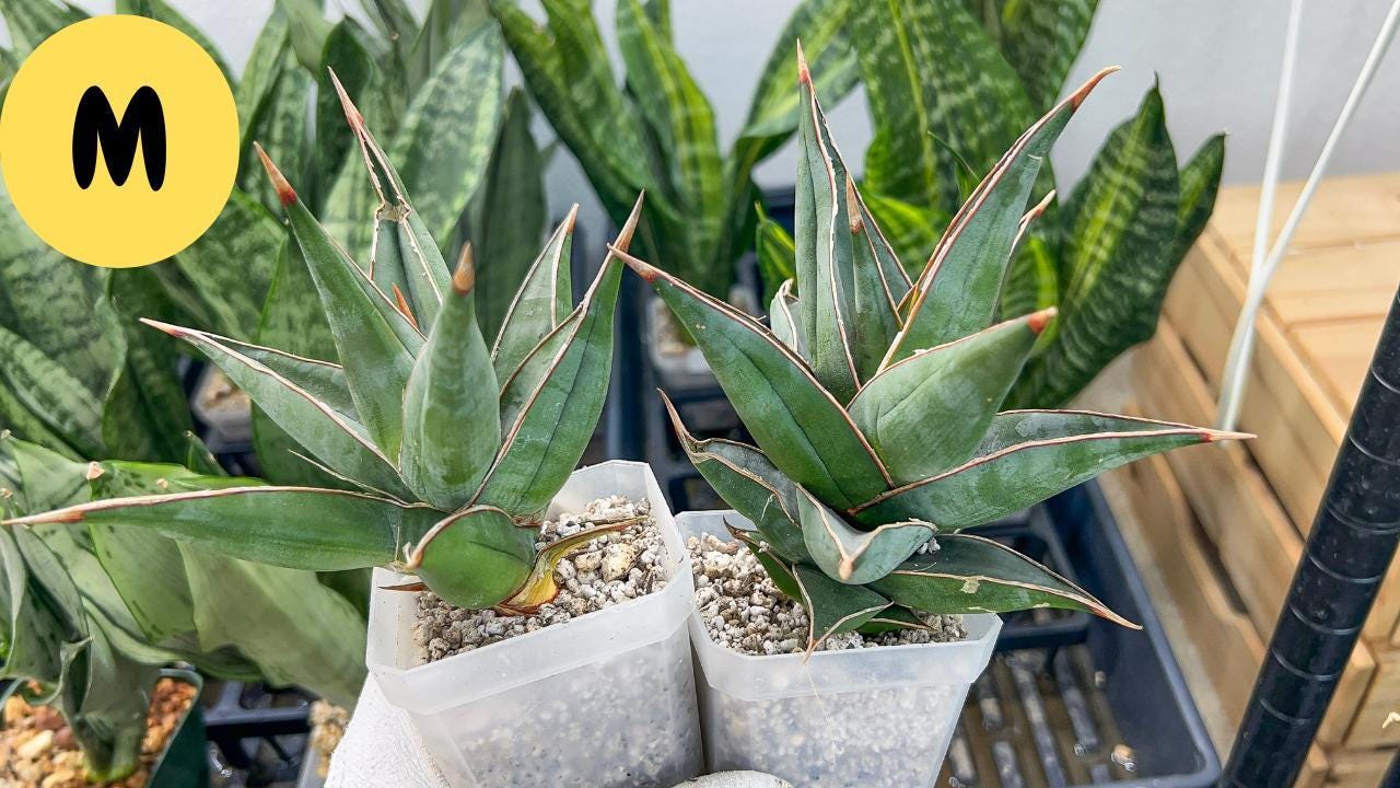 Sansevieria Pinguicula (#H3) | Walking Sansevieria | Imported