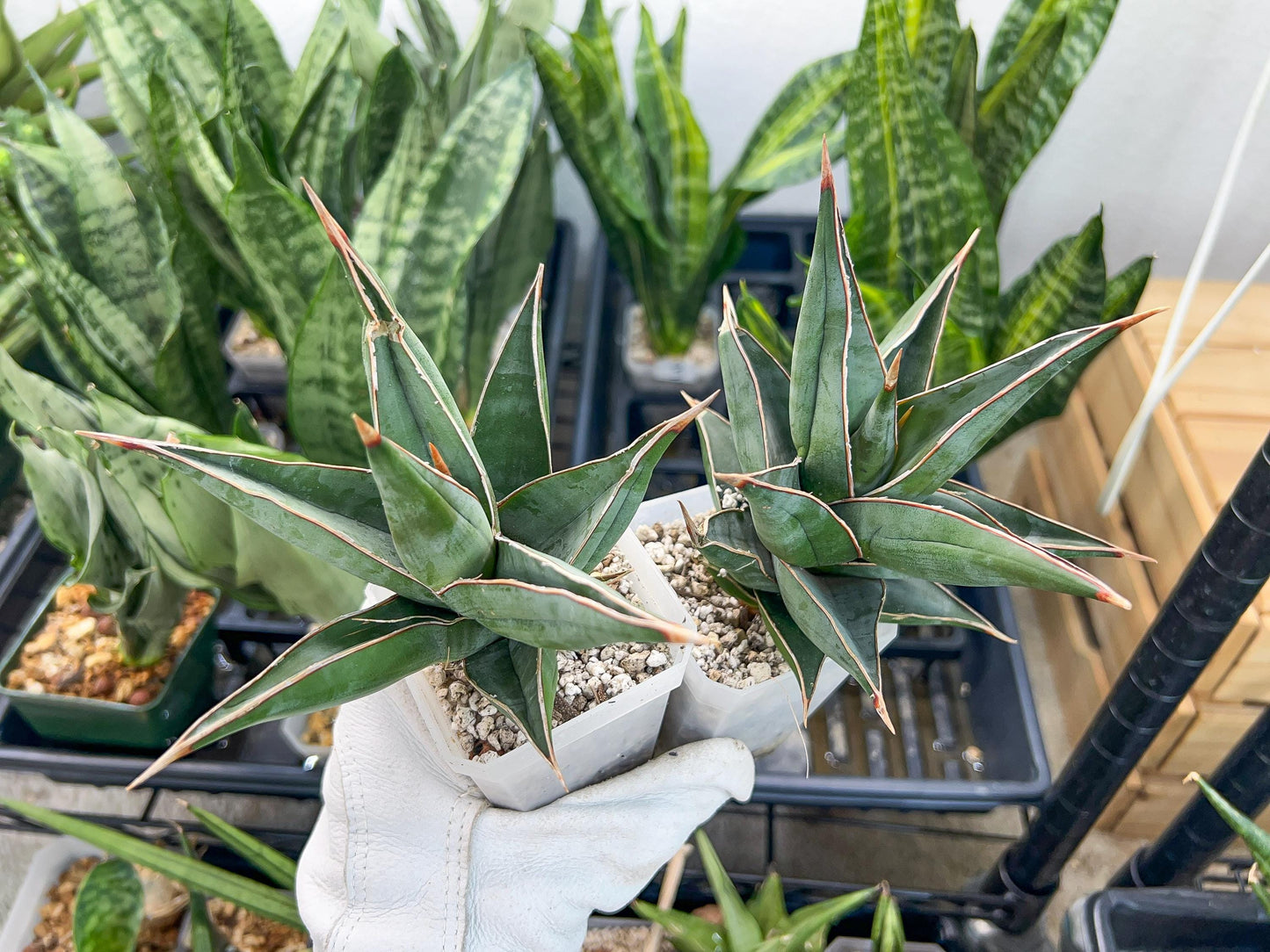 Sansevieria Pinguicula (#H3) | Walking Sansevieria | Imported