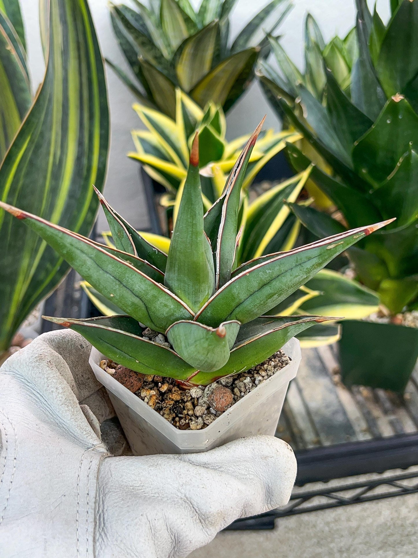 Sansevieria Pinguicula (#H3) | Walking Sansevieria | Imported
