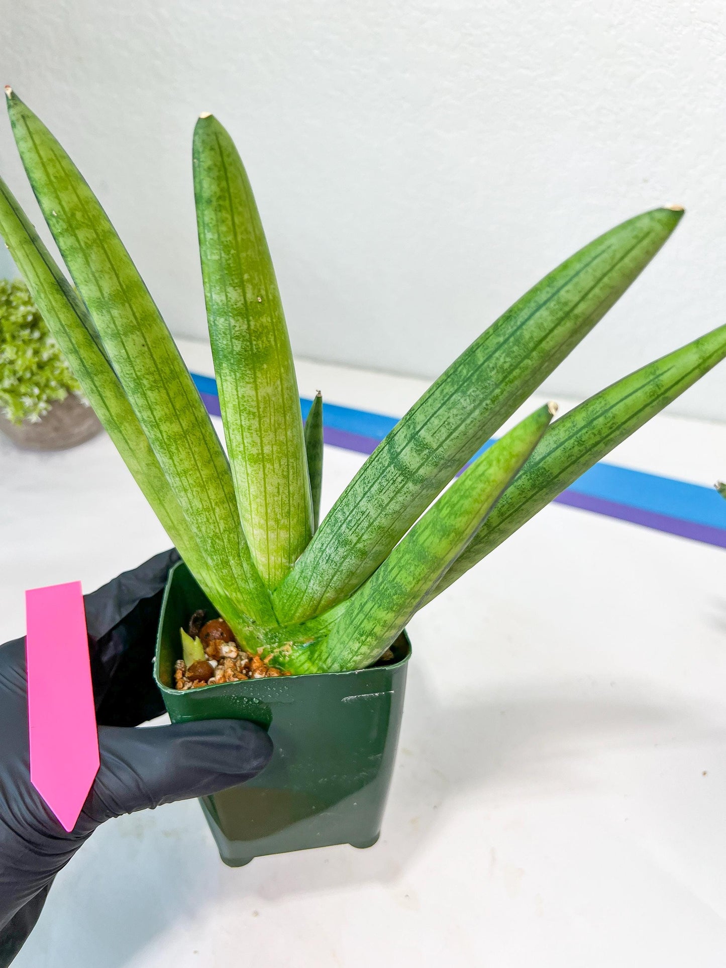 Sansevieria Boncel Variegata XXL (#D5) | Imported Plants | Rare Hybrid Species