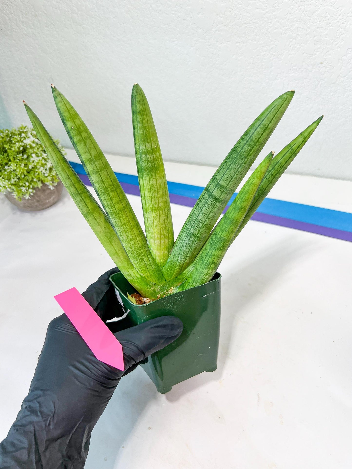 Sansevieria Boncel Variegata XXL (#D5) | Imported Plants | Rare Hybrid Species