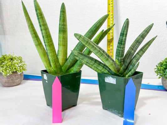 Sansevieria Boncel Variegata XXL (#D5) | Imported Plants | Rare Hybrid Species