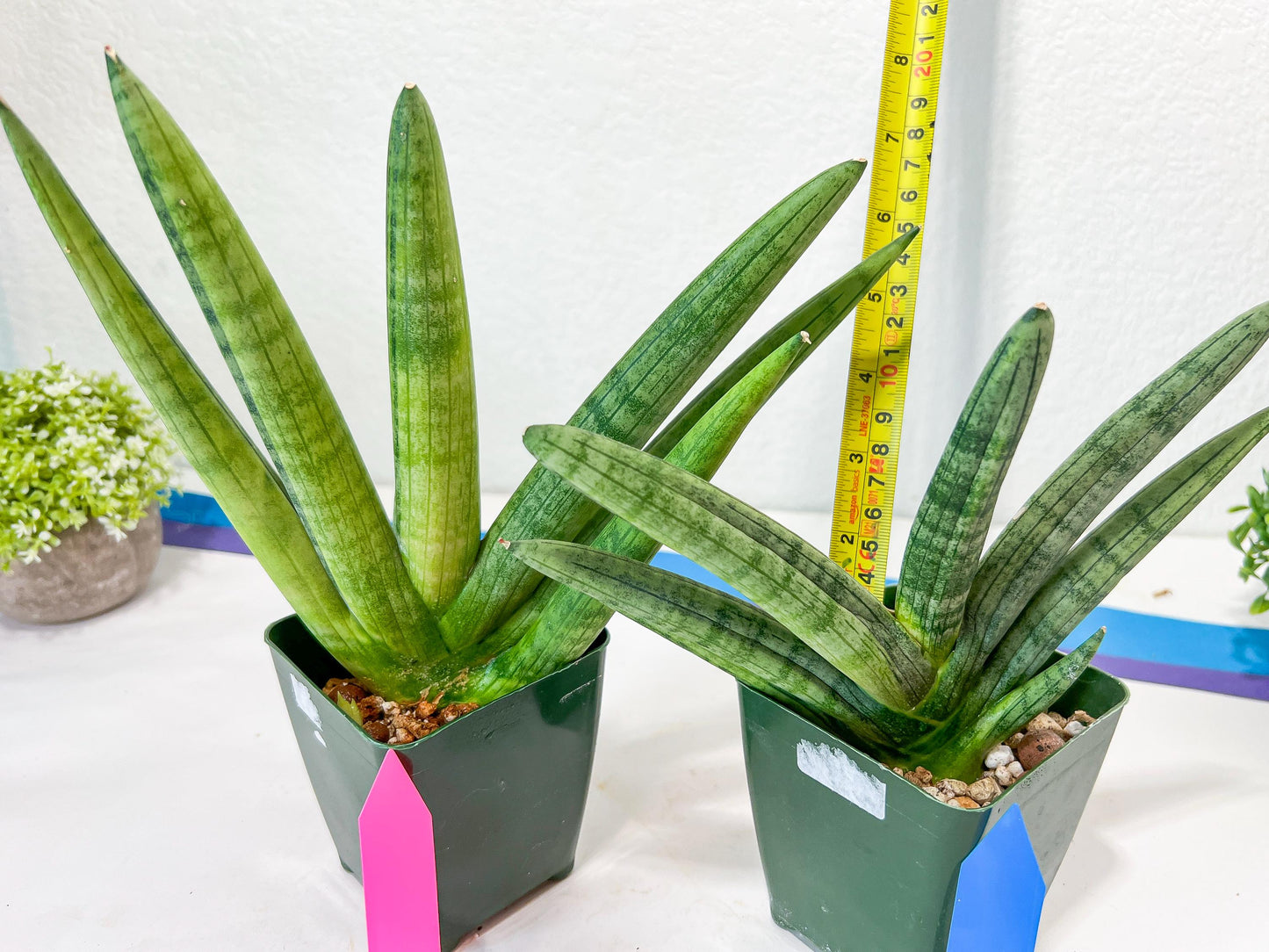 Sansevieria Boncel Variegata XXL (#D5) | Imported Plants | Rare Hybrid Species