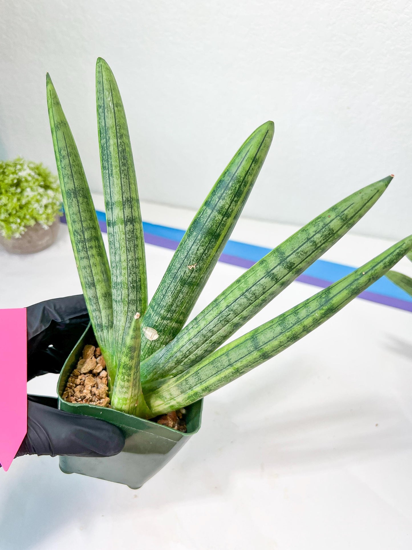 Sansevieria Boncel Variegata XXL (#D5) | Imported Plants | Rare Hybrid Species