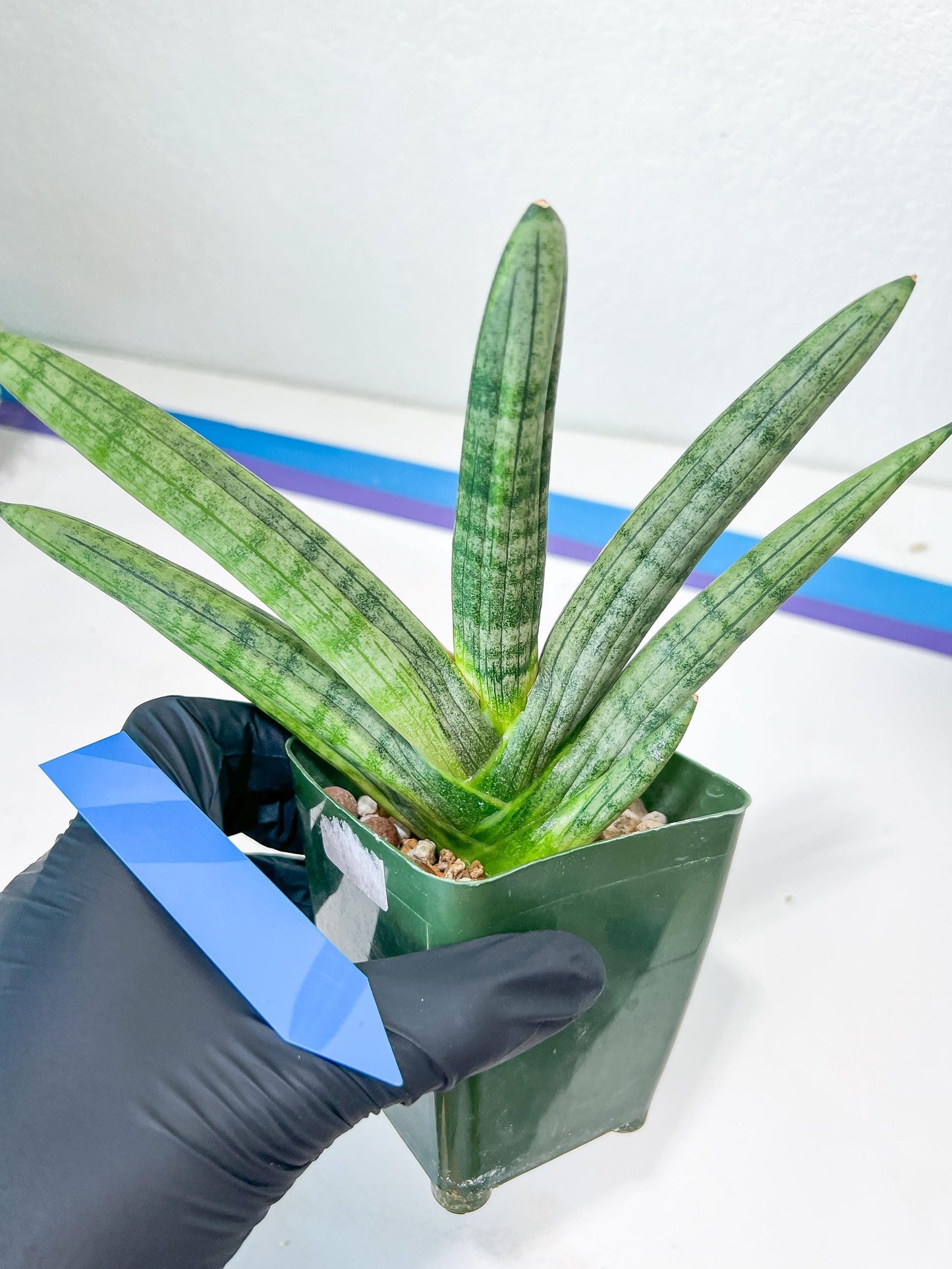 Sansevieria Boncel Variegata XXL (#D5) | Imported Plants | Rare Hybrid Species
