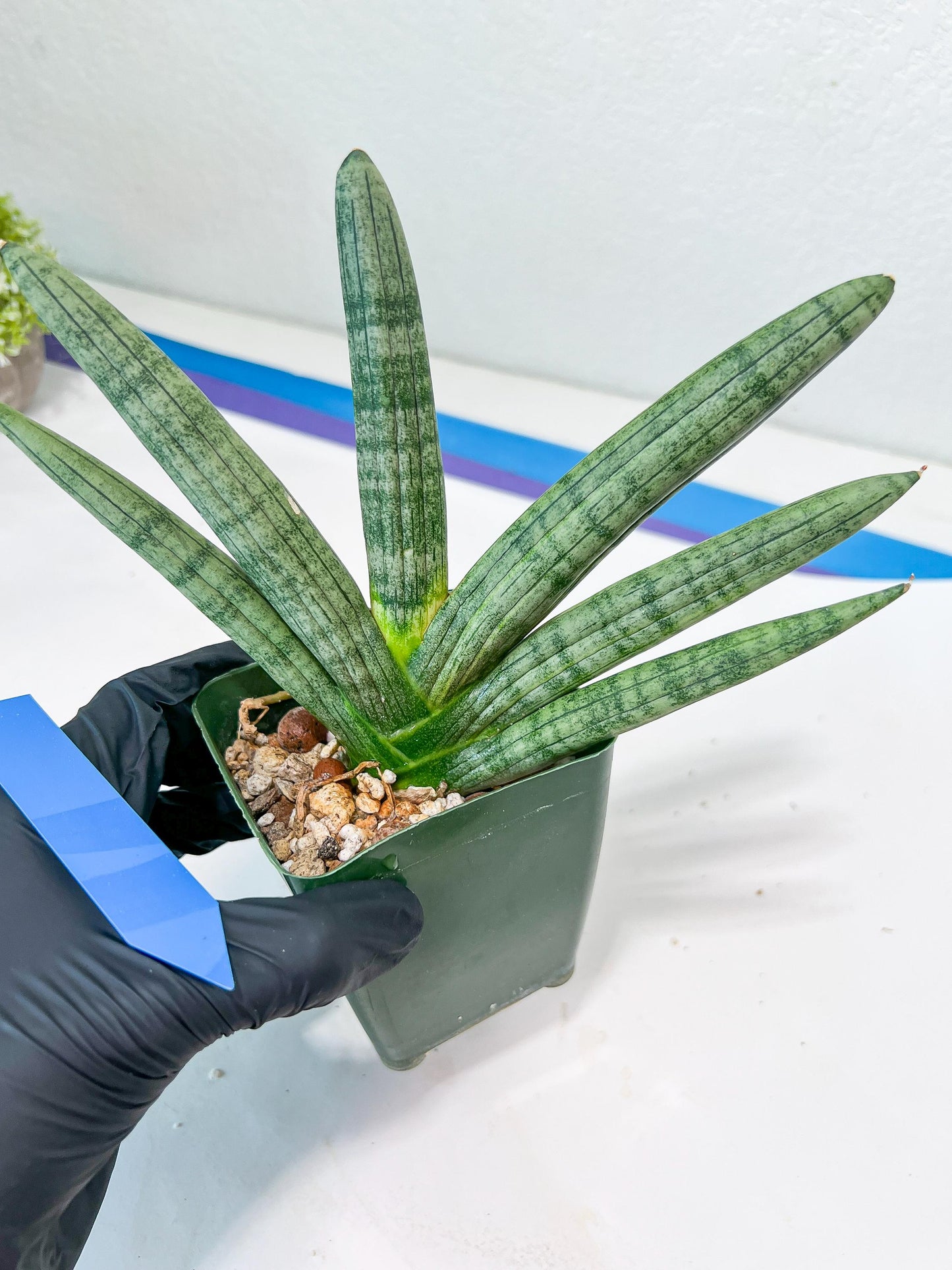 Sansevieria Boncel Variegata XXL (#D5) | Imported Plants | Rare Hybrid Species