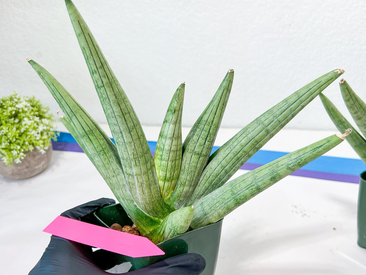 Sansevieria Super Chubby | Choose your own Plant | (D5) (D3)