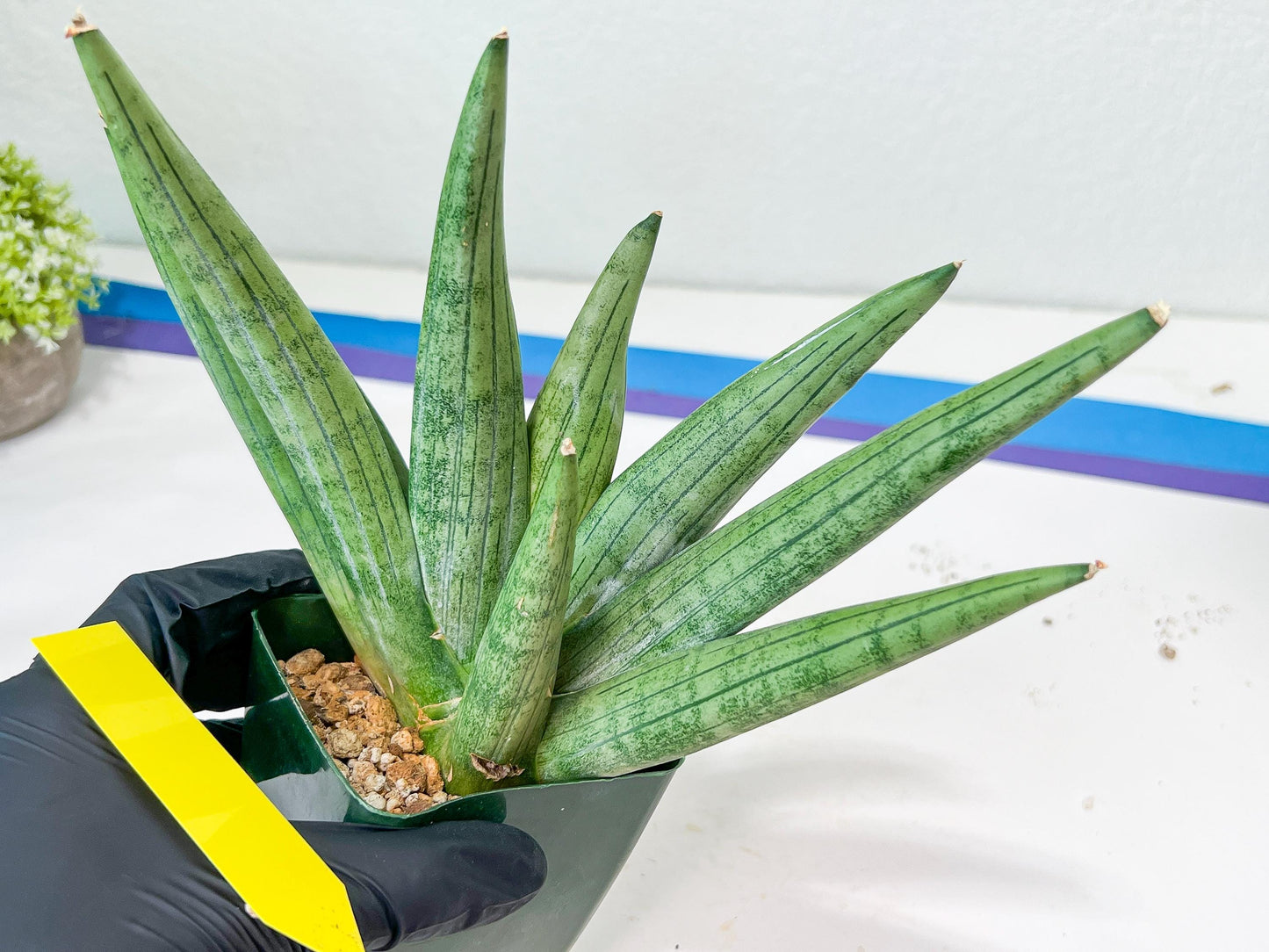 Sansevieria Super Chubby | Choose your own Plant | (D5) (D3)