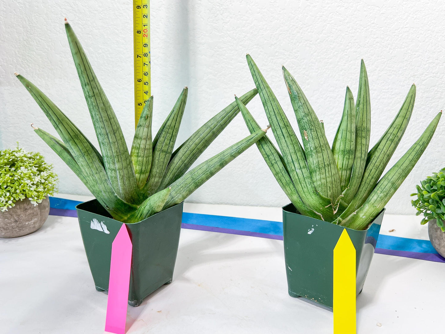 Sansevieria Super Chubby | Choose your own Plant | (D5) (D3)