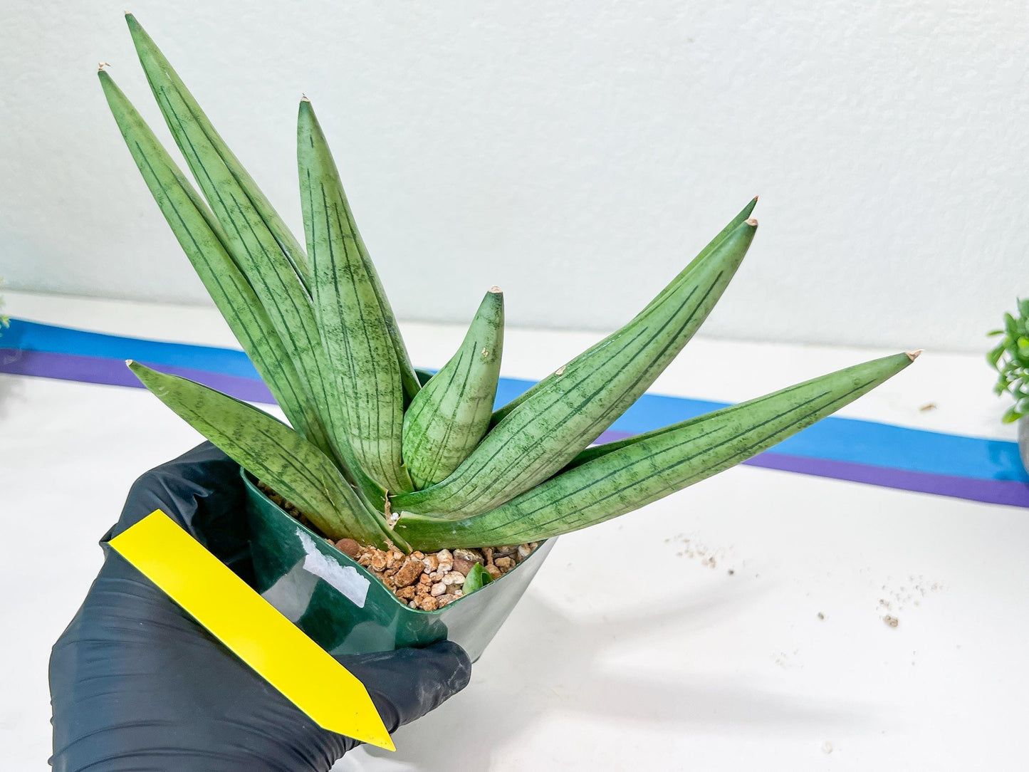 Sansevieria Super Chubby | Choose your own Plant | (D5)