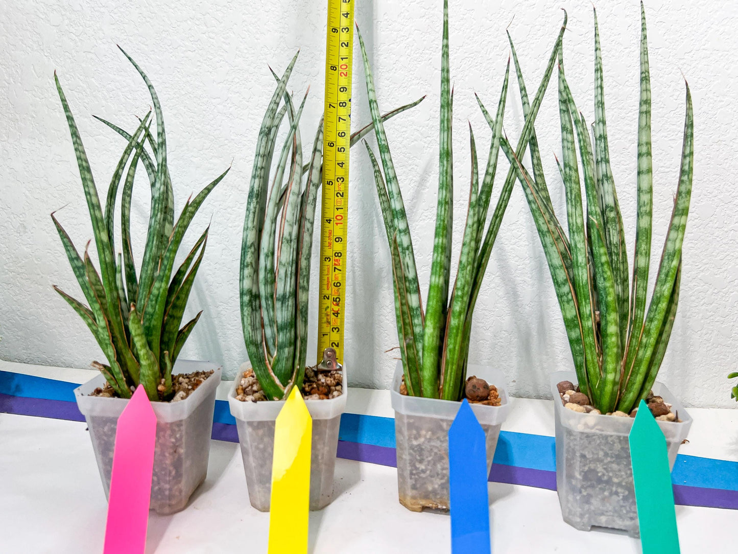 Sansevieria Be Bright XL (#E2) | Imported Plants | Rare Hybrid Species