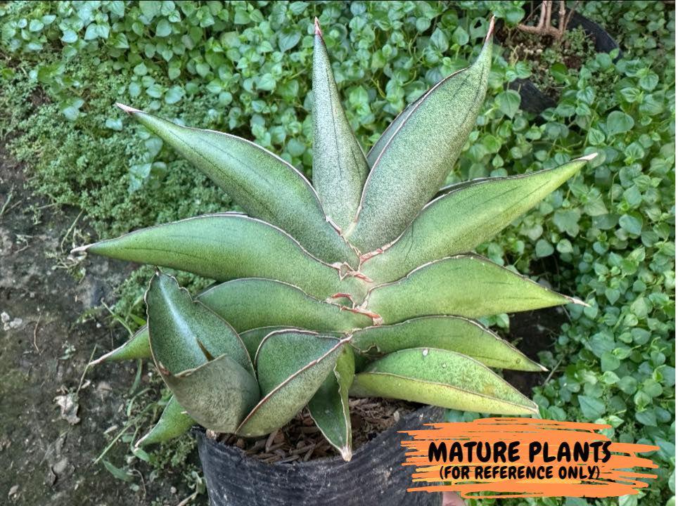 Sansevieria Robo (#H15) | Imported Plants | Rare Hybrid Species