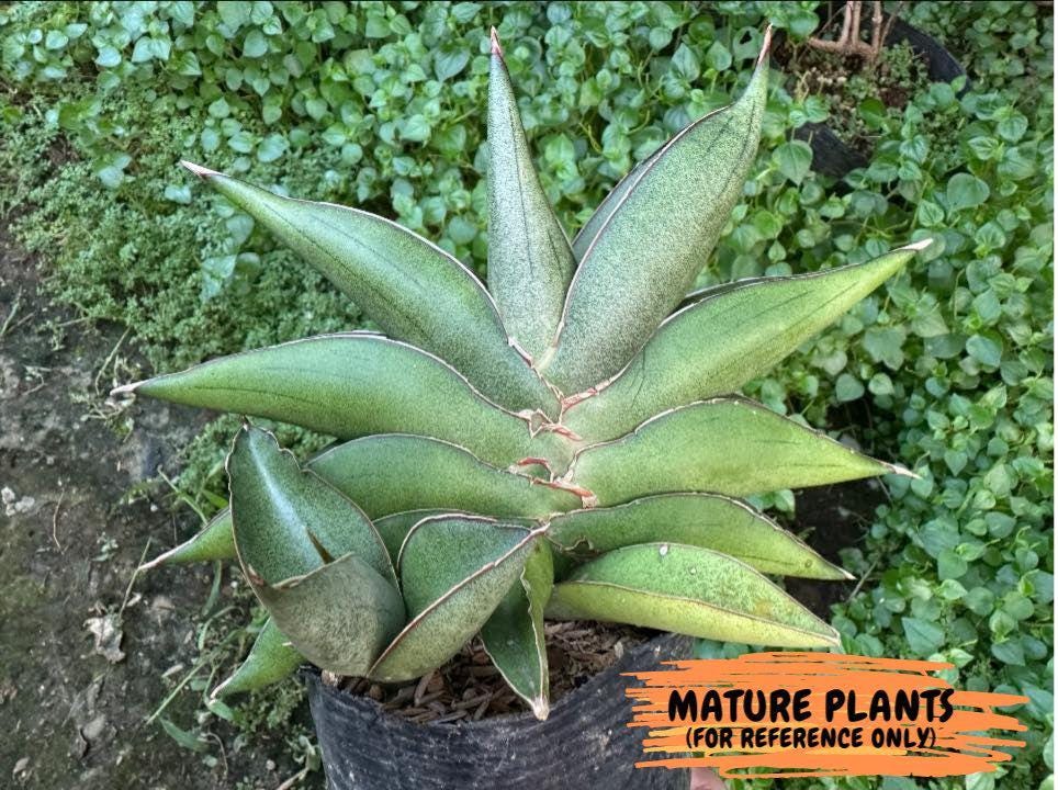 Sansevieria Robo (Ha15) (g) | Rare Hybrid Species