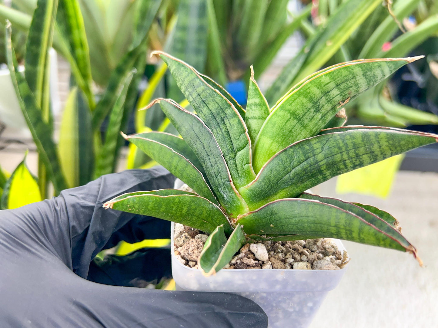 Sansevieria Argopuro (H17) | Invest in joy—start with a rare plant.