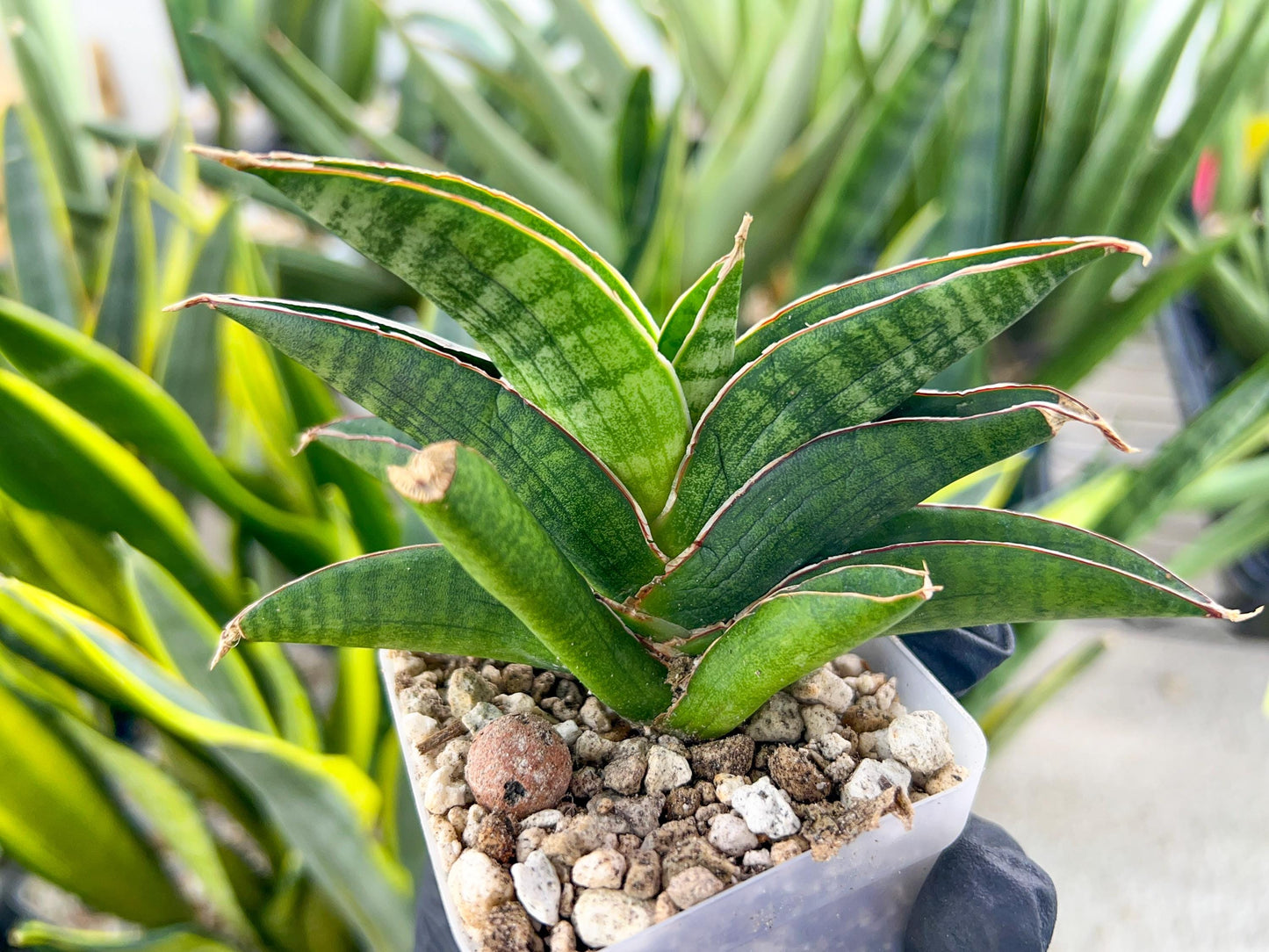 Sansevieria Argopuro (H17) | Invest in joy—start with a rare plant.