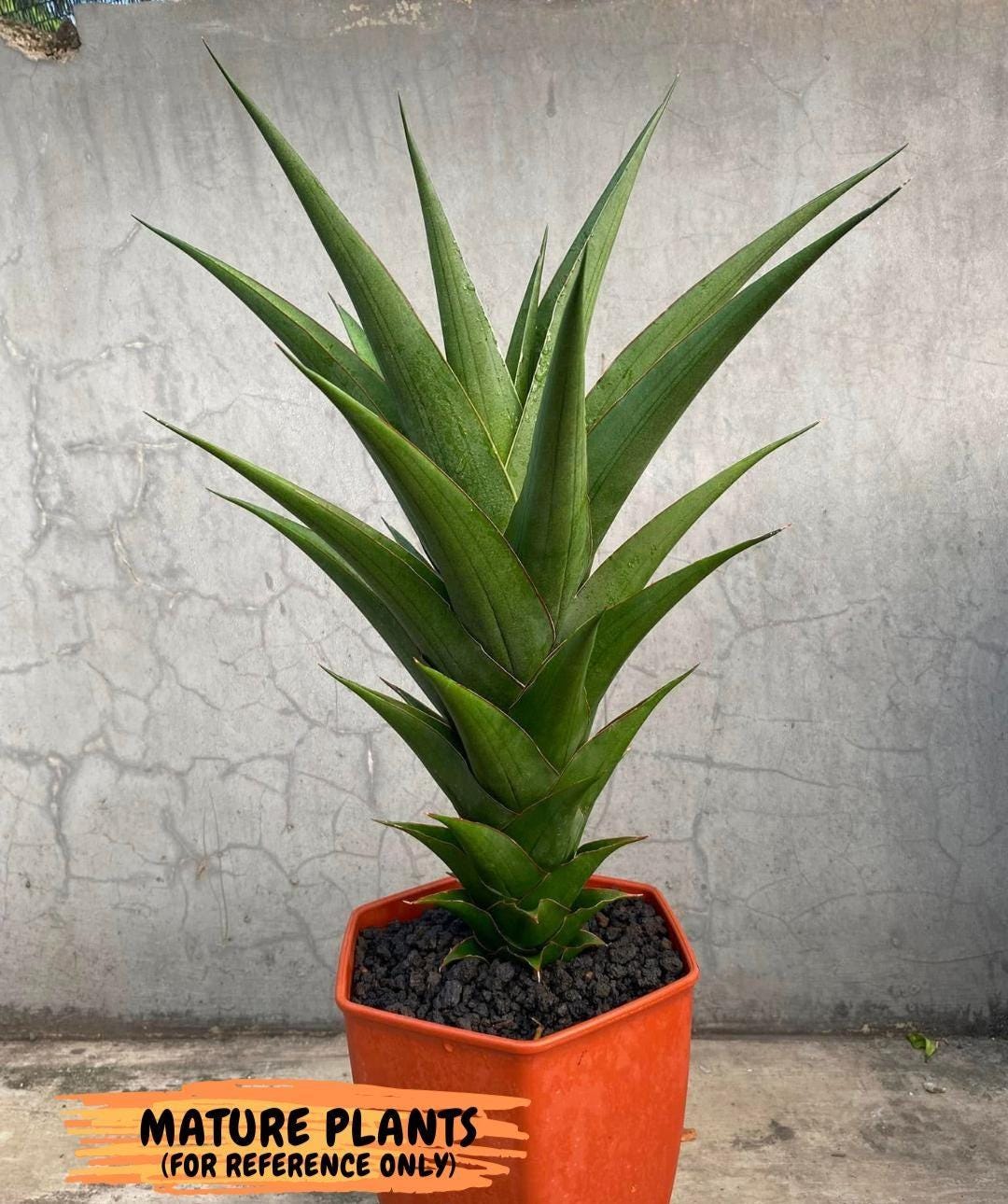 Sansevieria Marlena (Ha18) (r) | Imported Plants | Rare Hybrid Species