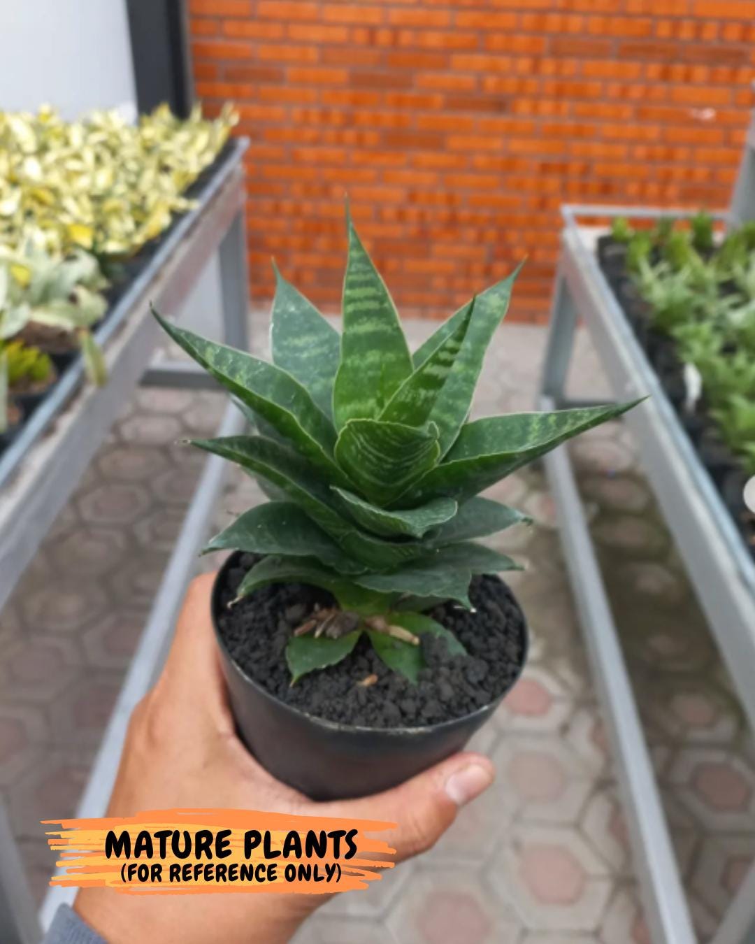 Sansevieria Alabasta (ba6) (11) | Rare Collection
