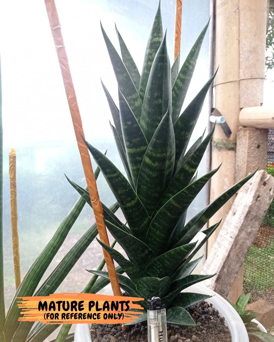 Sansevieria Conan (H27) | Imported Hybrids