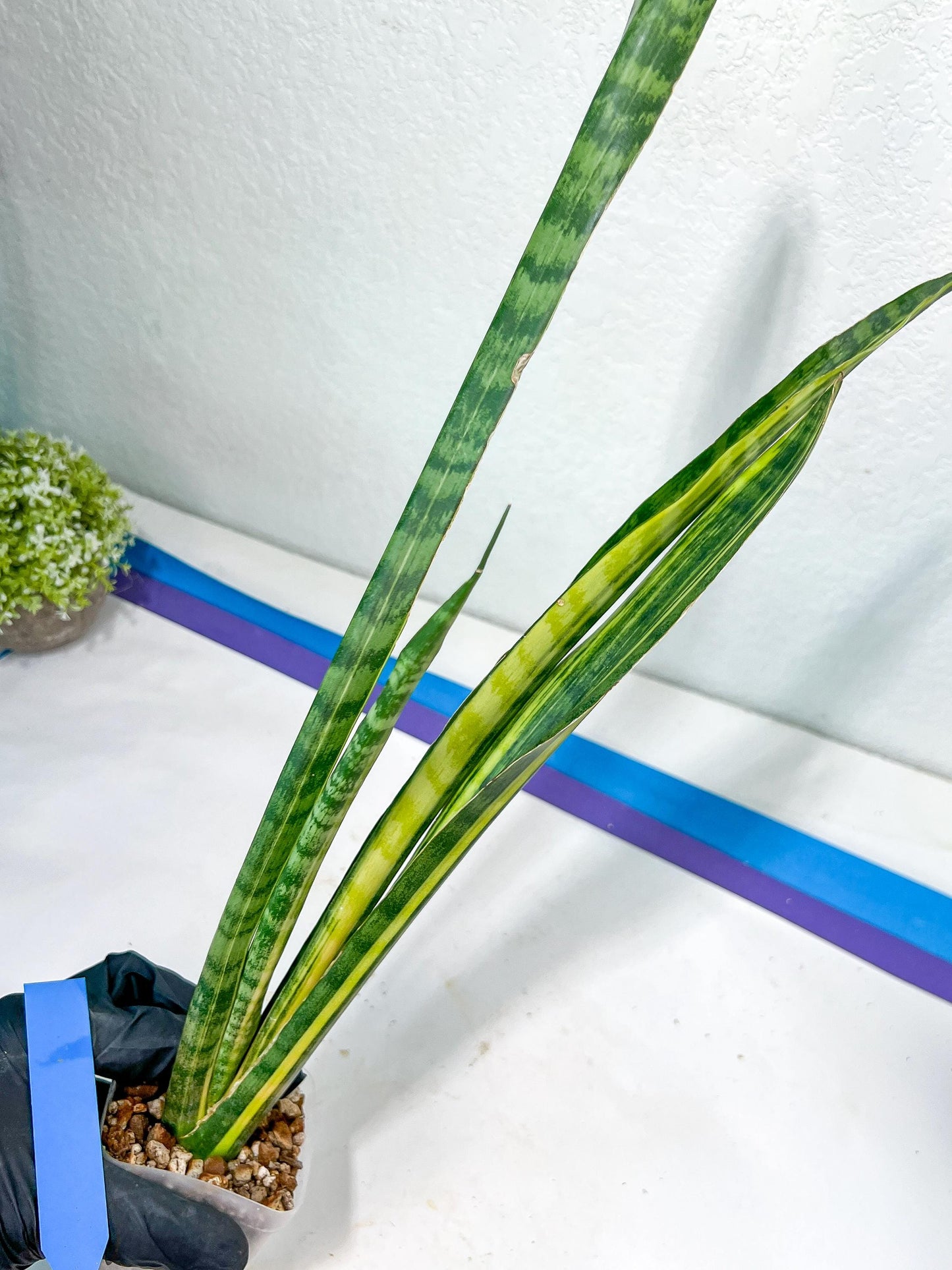 Sansevieria Trifasciata Parva Stick Var | Imported Plants | Rare Hybrid Species