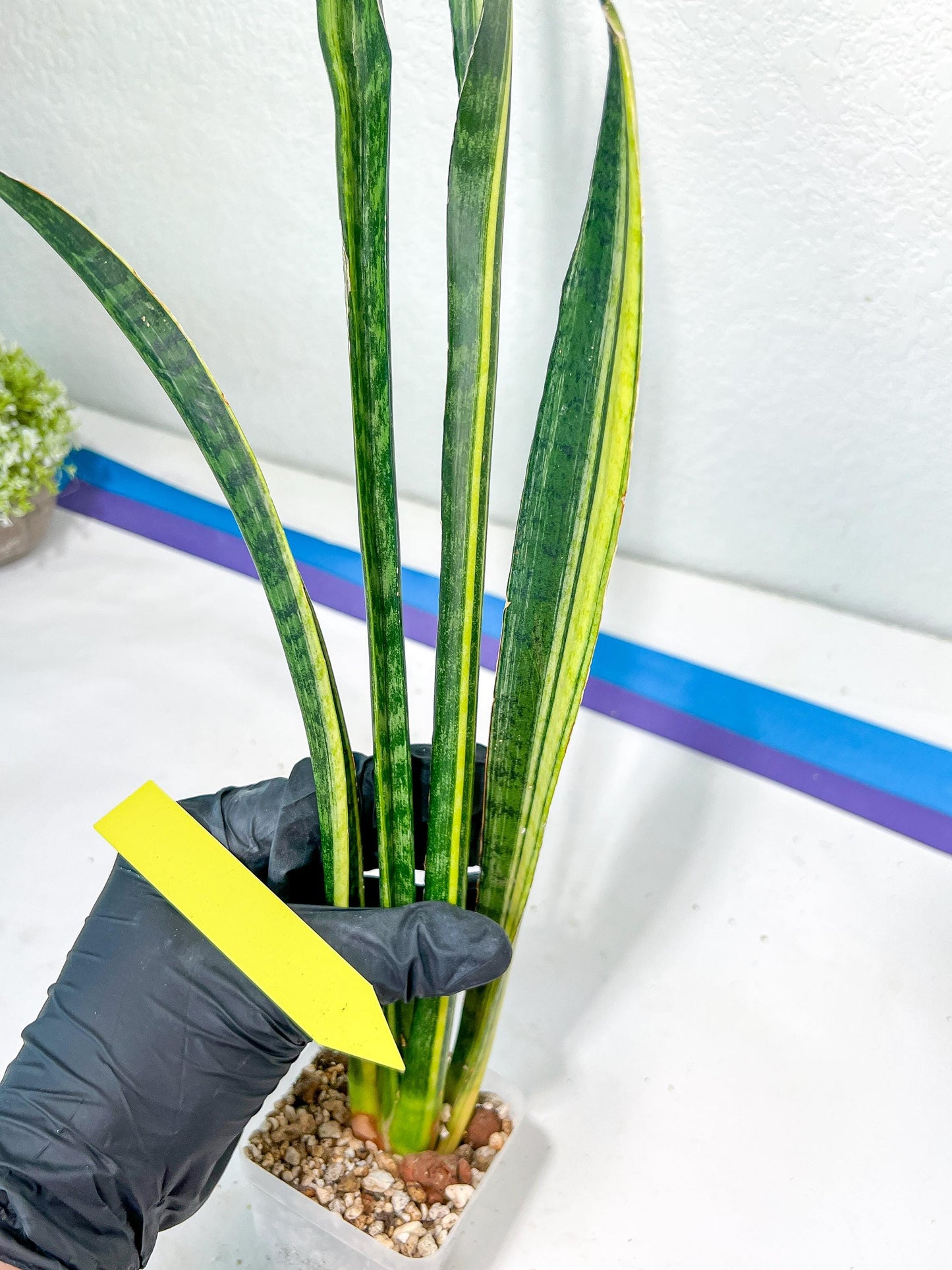 Sansevieria Trifasciata Parva Stick Var | Imported Plants | Rare Hybrid Species