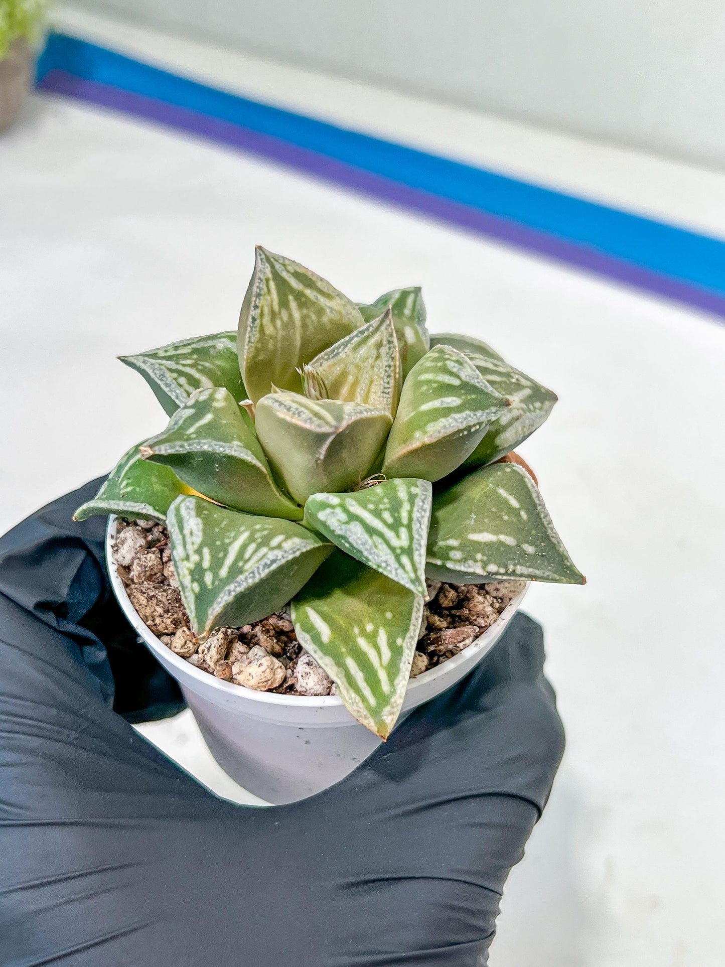 Haworthia Dojakudai Cobbledon | Imported Succulent