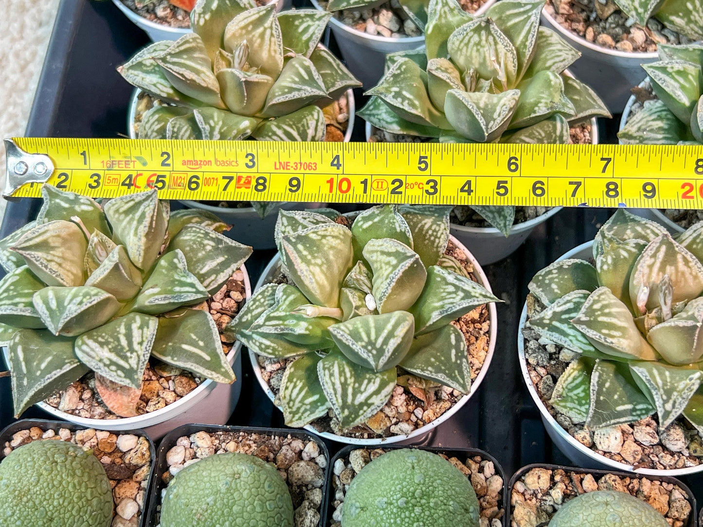 Haworthia Dojakudai Cobbledon | Imported Succulent