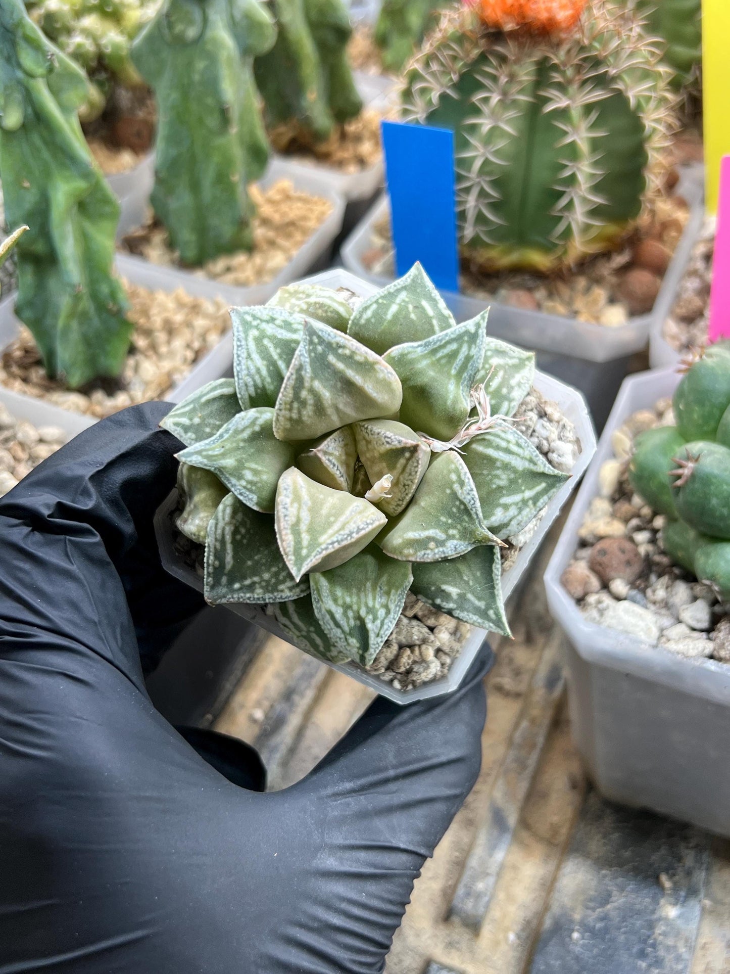Haworthia Dojakudai Cobbledon | Imported Succulent