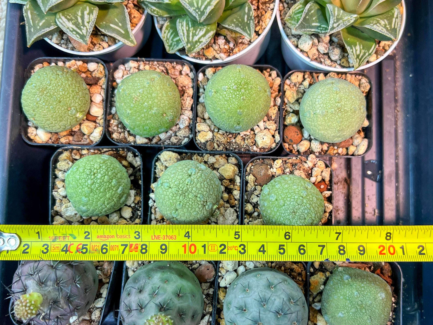 Migiurtinus Balls | Imported Cactus | Rare Succulent