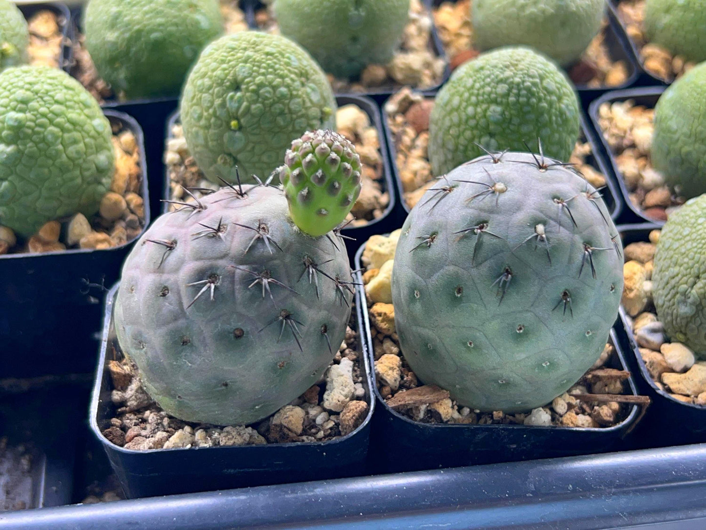 Rare Cactus - Tephrocactus Geometricus | Imported Cactus | Rare Succulent