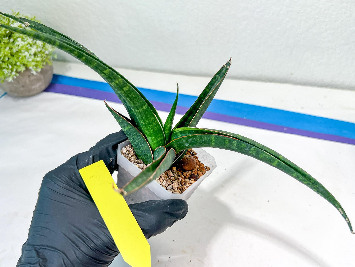 Sansevieria Snowie (#C8) | Imported Plants | Rare Hybrid Species