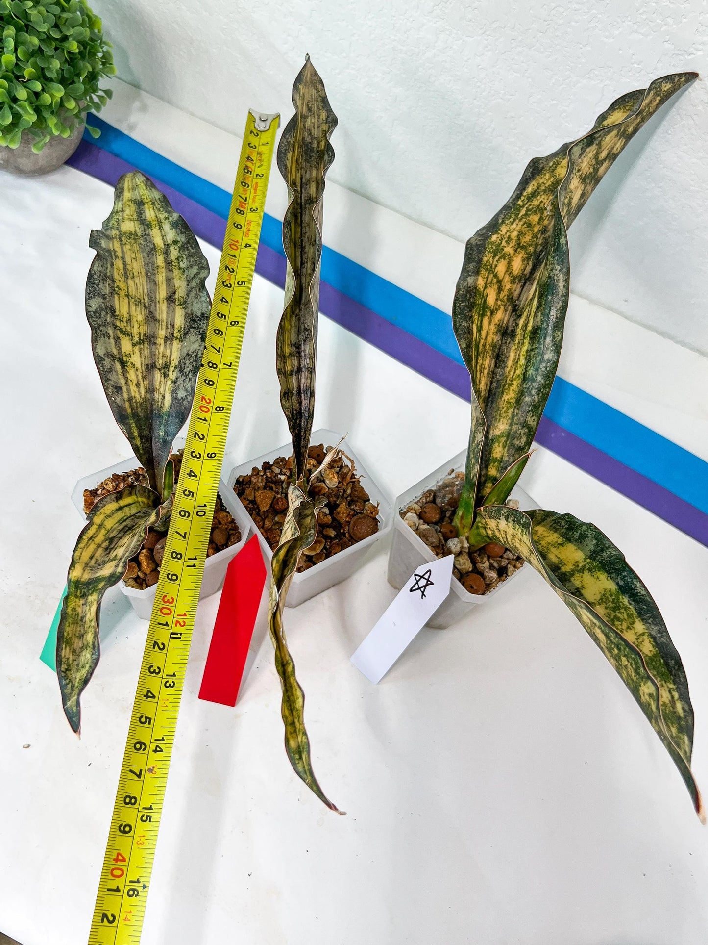 Sansevieria Kirkii Coppertone Variegated (G2) | Rare houseplants like this don’t last long