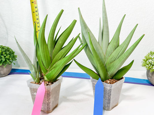 Sansevieria Chanin XL (#R54) | Imported Plants | Rare Hybrid Species