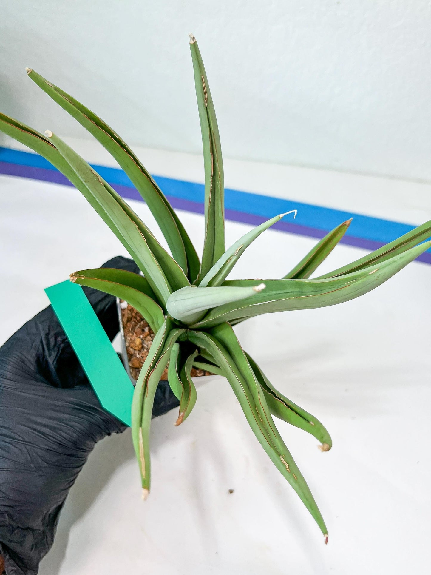 Sansevieria Bai Bid XL | Selling fast—grab it before someone else does!