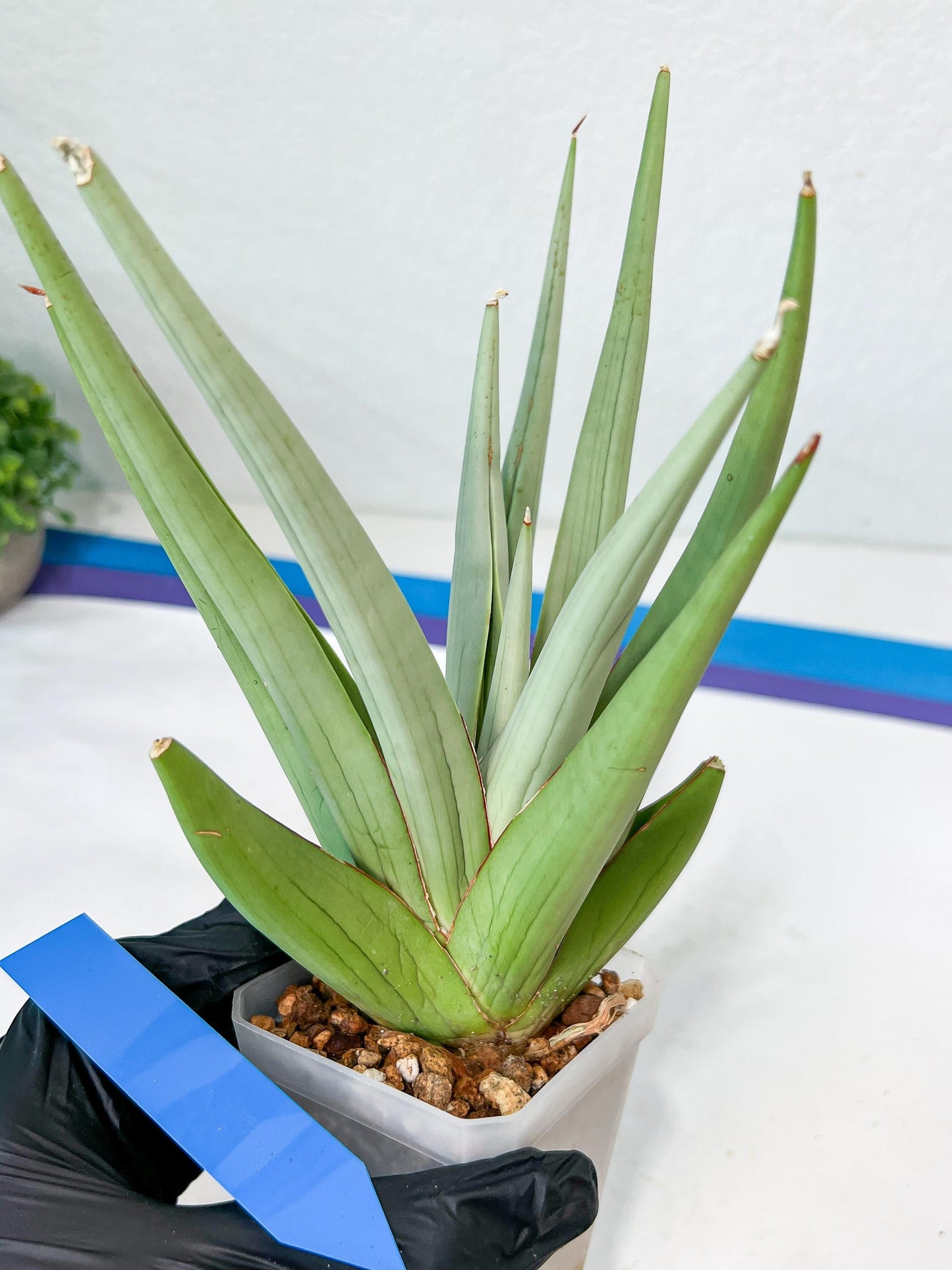 Sansevieria Bai Bid XL | Selling fast—grab it before someone else does!