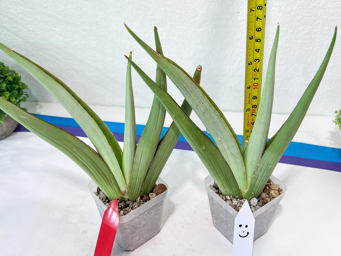 Sansevieria Chao Praya | Imported Plants | Rare Hybrid Species