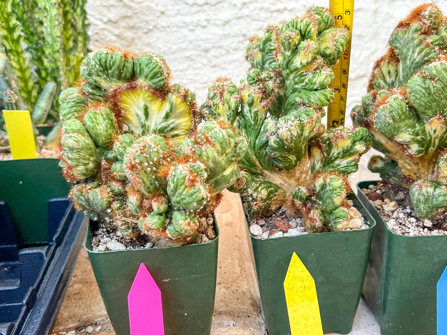 Cereus Forbesii Monstrose Variegated | Imported Cactus | Rare Succulent