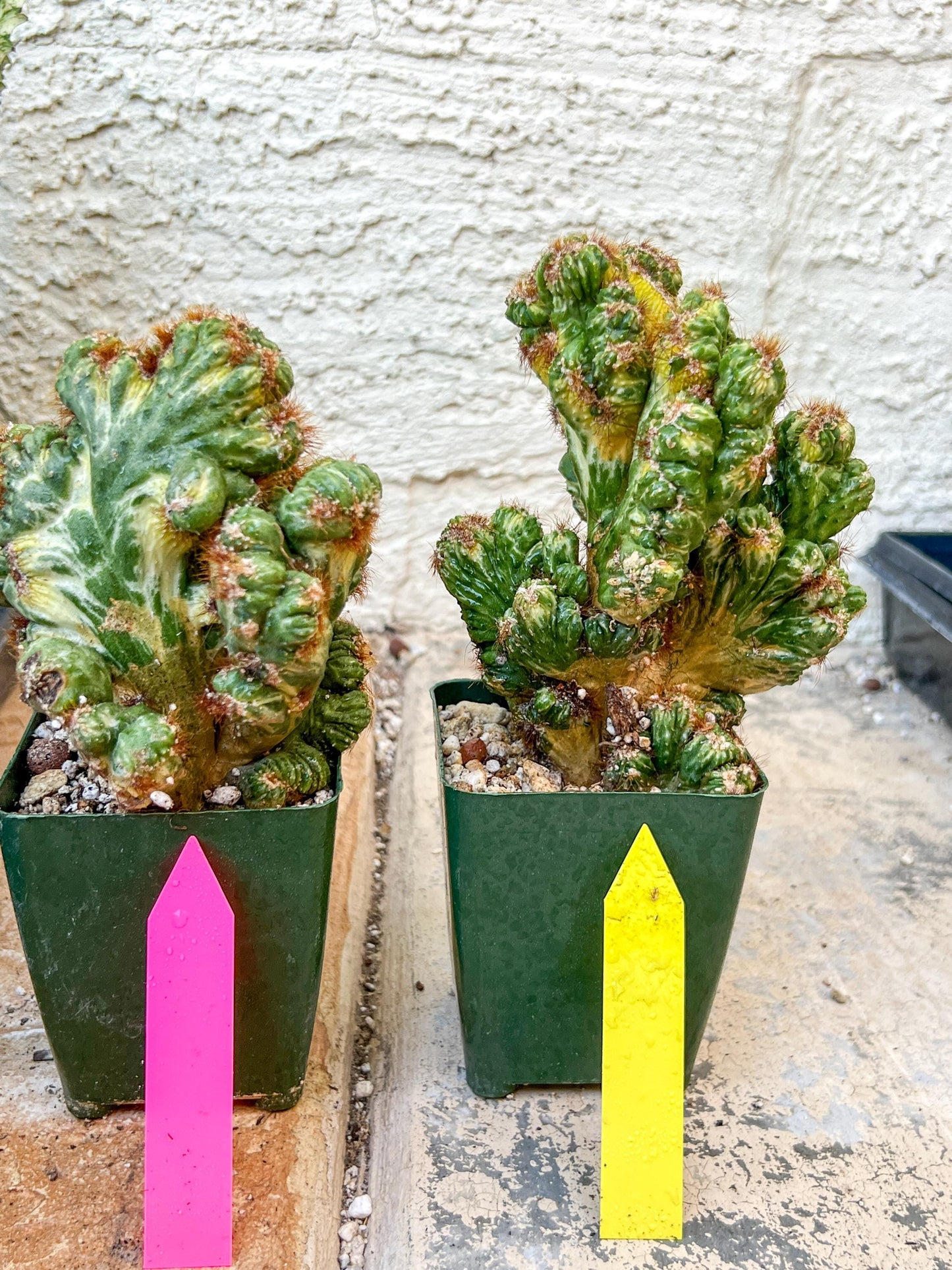 Cereus Forbesii Monstrose Variegated | Imported Cactus | Rare Succulent