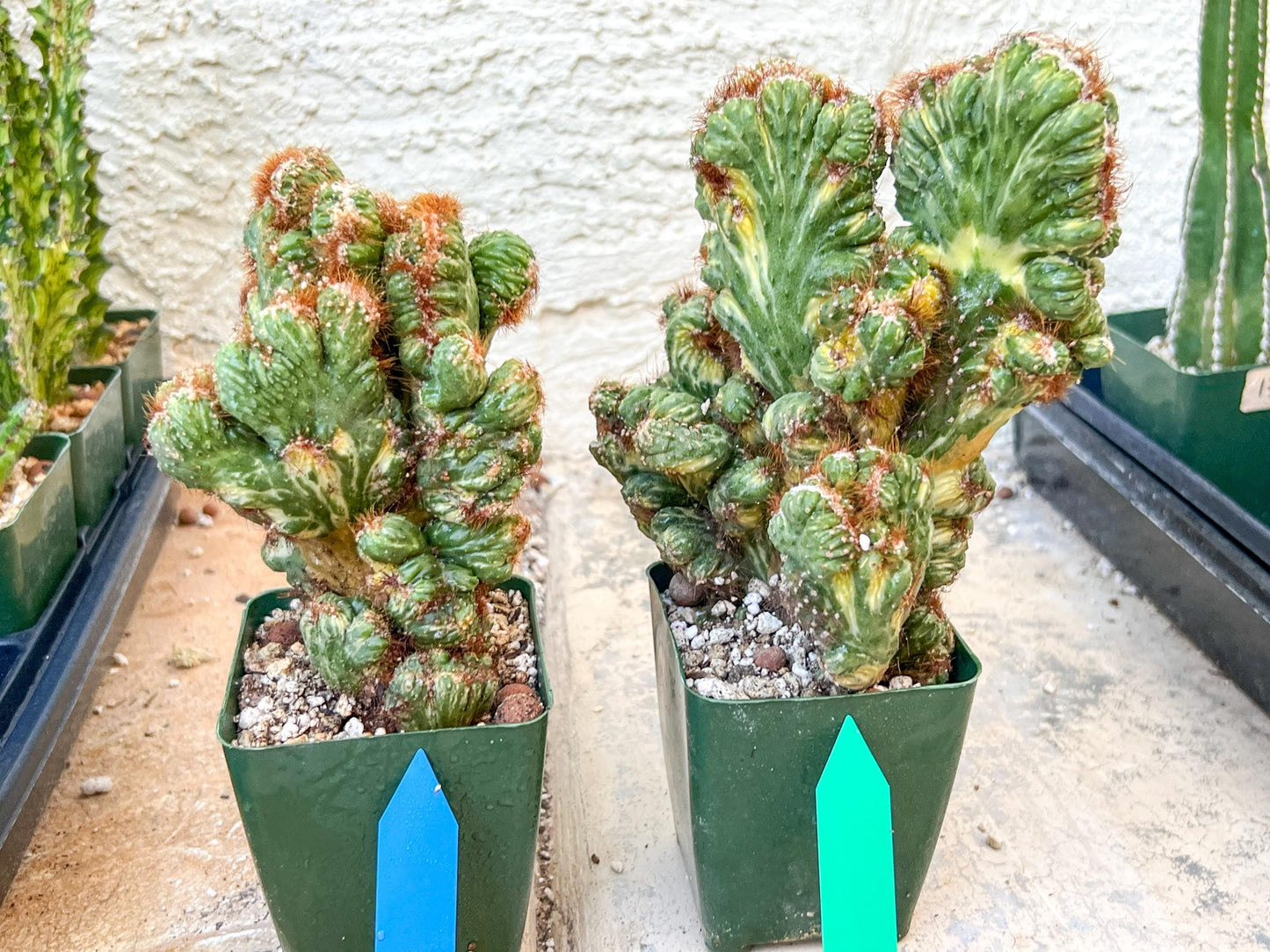 Cereus Forbesii Monstrose Variegated | Imported Cactus | Rare Succulent