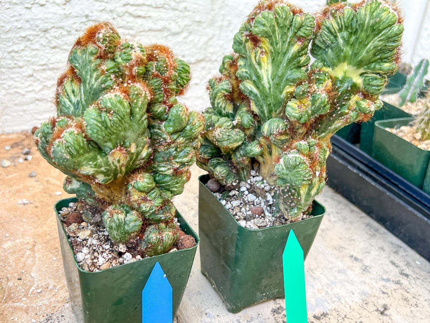Cereus Forbesii Monstrose Variegated | Imported Cactus | Rare Succulent