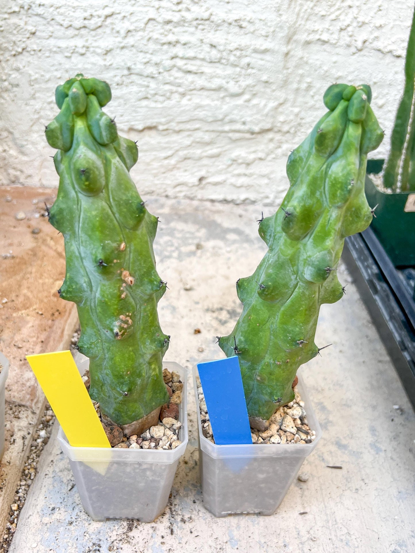 Boobie Cactus | Myrtillocactus geometrizans | fukurokuryuzinboku