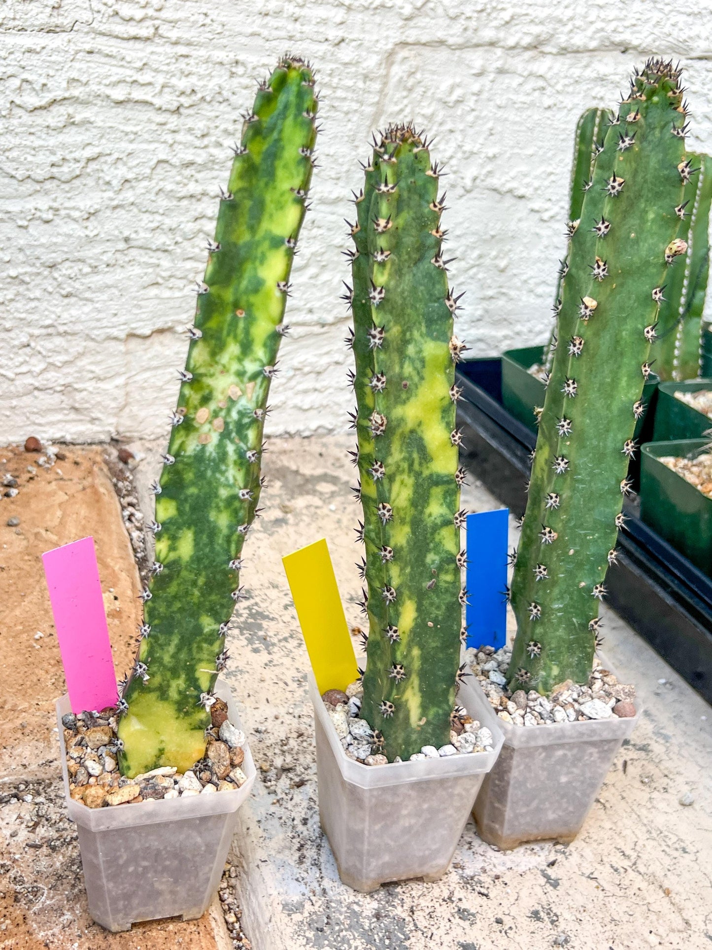 Harrisia Jusbertii Variegated | Imported Cactus | Rare Succulent