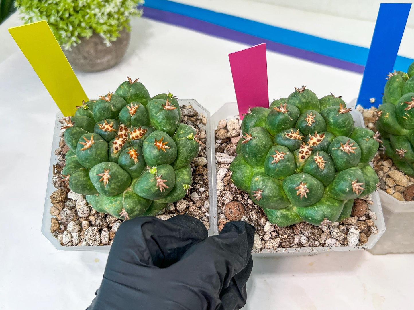 Coryphantha Elephantidens Var. Tanshi | Rare Cactus | Very Rare Import
