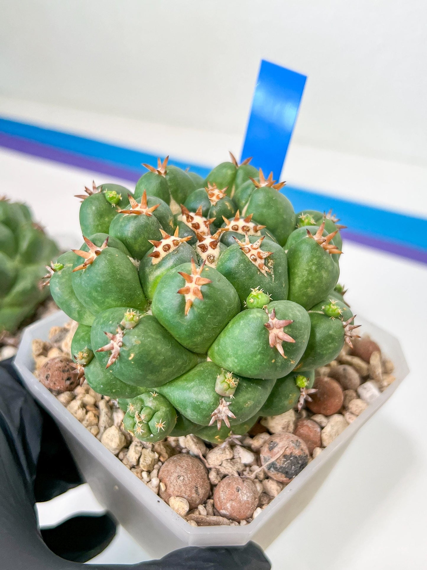 Coryphantha Elephantidens Var. Tanshi | Rare Cactus | Very Rare Import