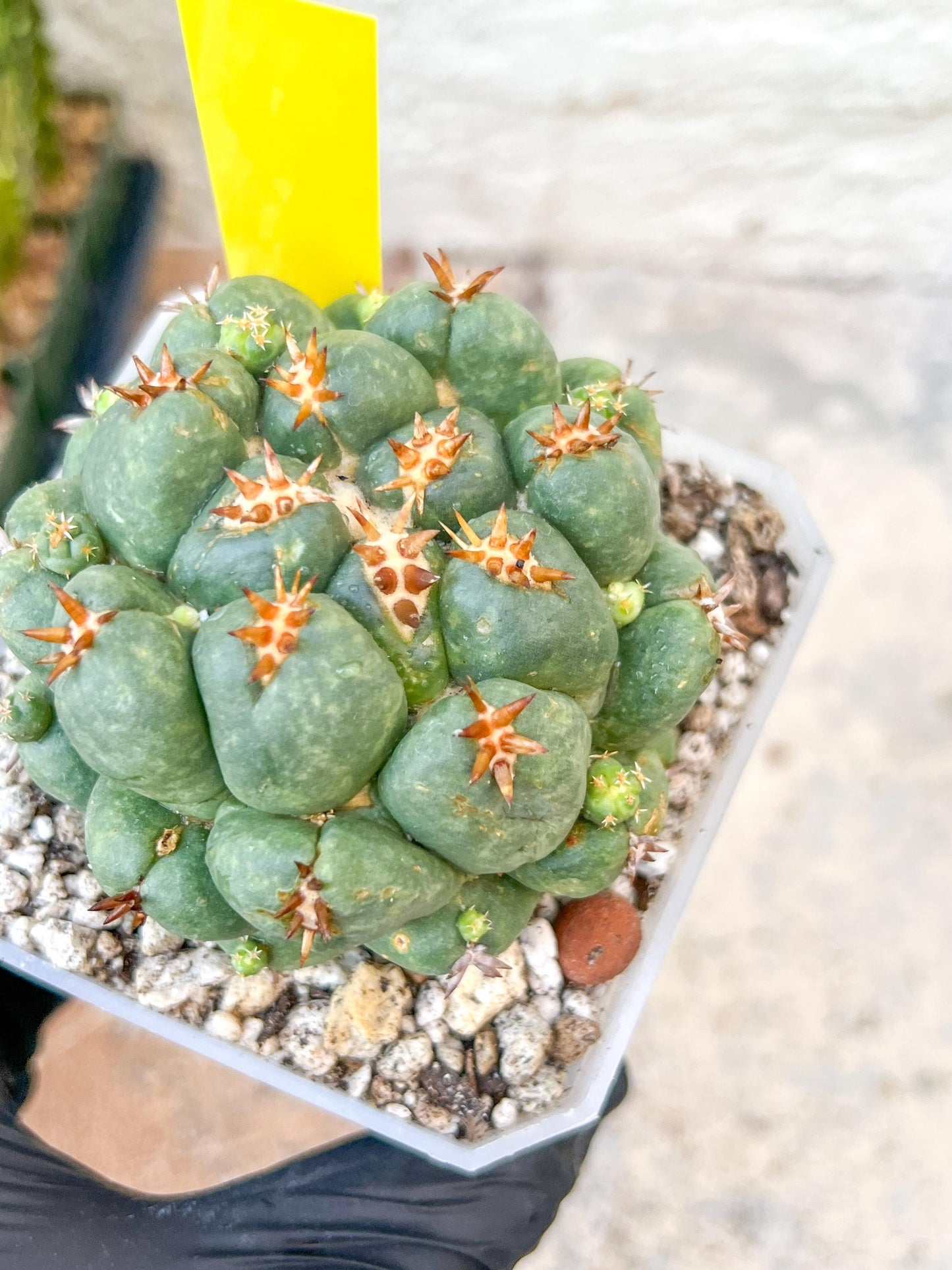 Coryphantha Elephantidens Var. Tanshi | Imported Cactus | Rare Succulent