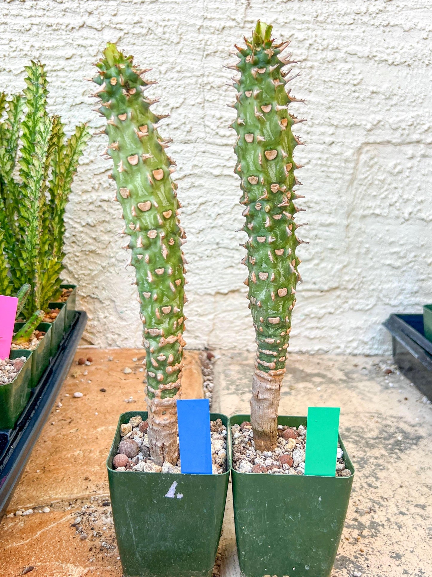 Eupho Viguieri var. Ankarafantsiensis | Imported plants