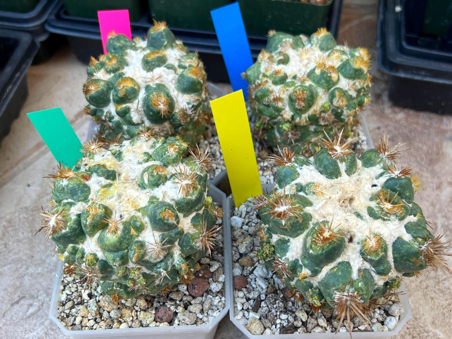 Coryphantha Elephantidens Thorn Crested | Imported Cactus | Rare Succulent