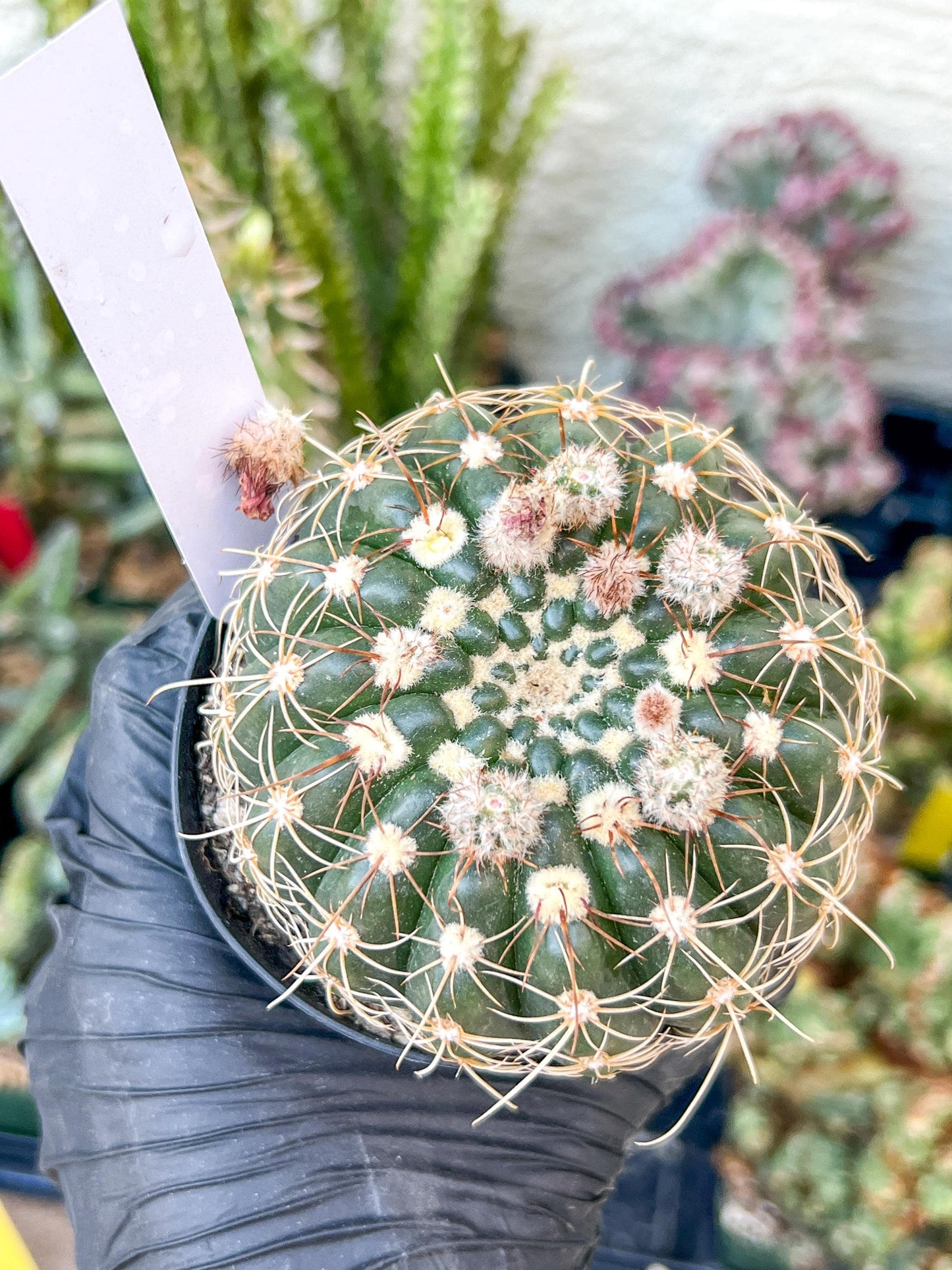 Notocactus Uebelmannianus | Rare succulent | 3.5" Planter