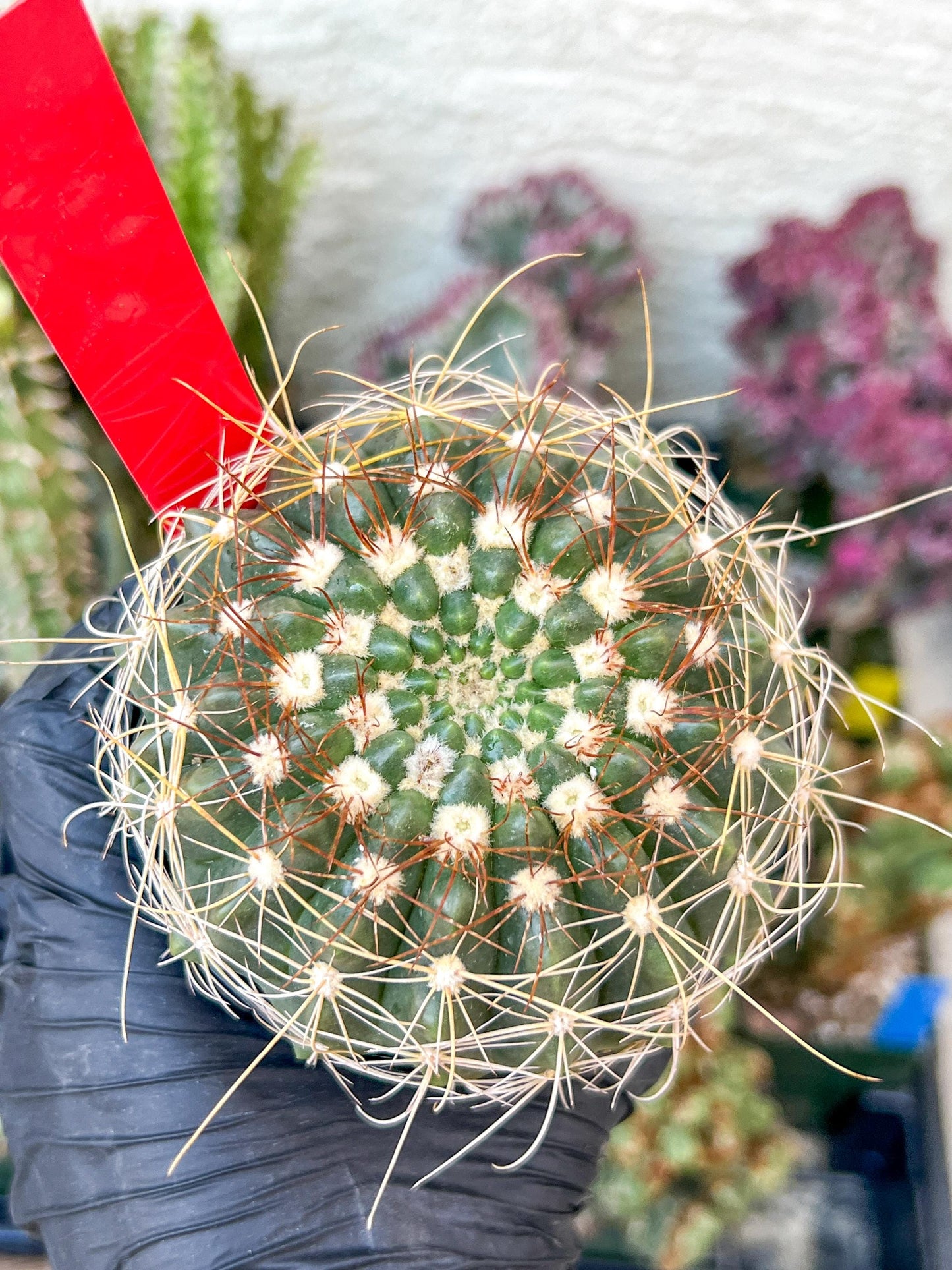 Notocactus Uebelmannianus | Rare succulent | 3.5" Planter